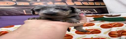 Miniature Dachshund dogs for sale: 4 adorable miniature dachshund boys available  - Advert 13