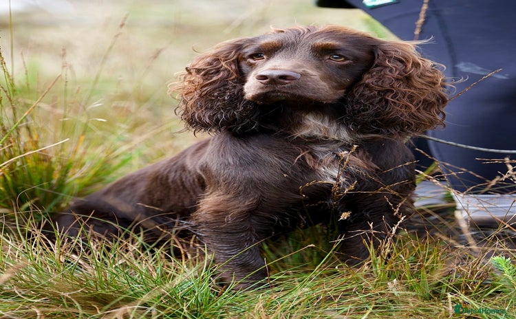 Cocker Spaniel dogs - Advert 2