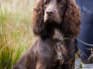 Cocker Spaniel dogs - Advert 9