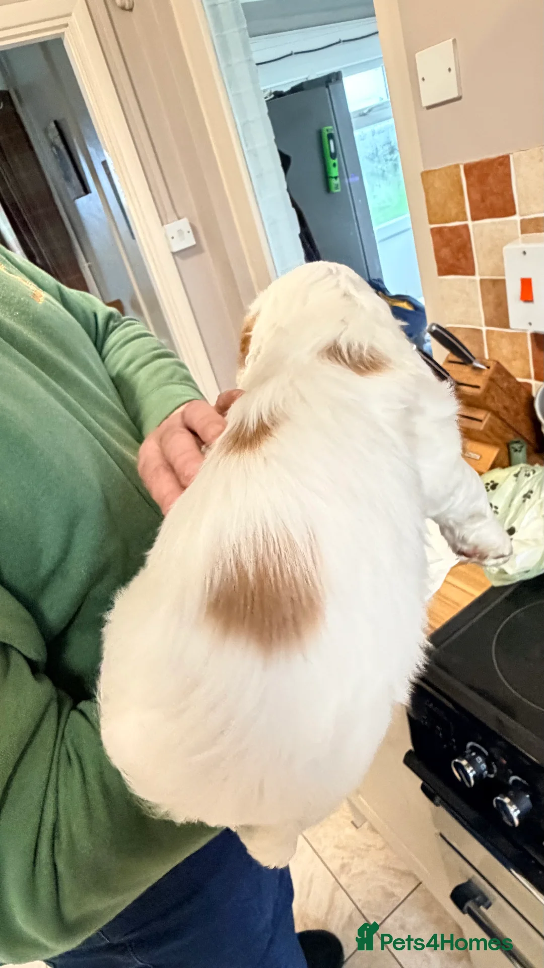 Clumber Spaniel dogs for sale: Clumber Spaniel dog puppy  - Advert 7