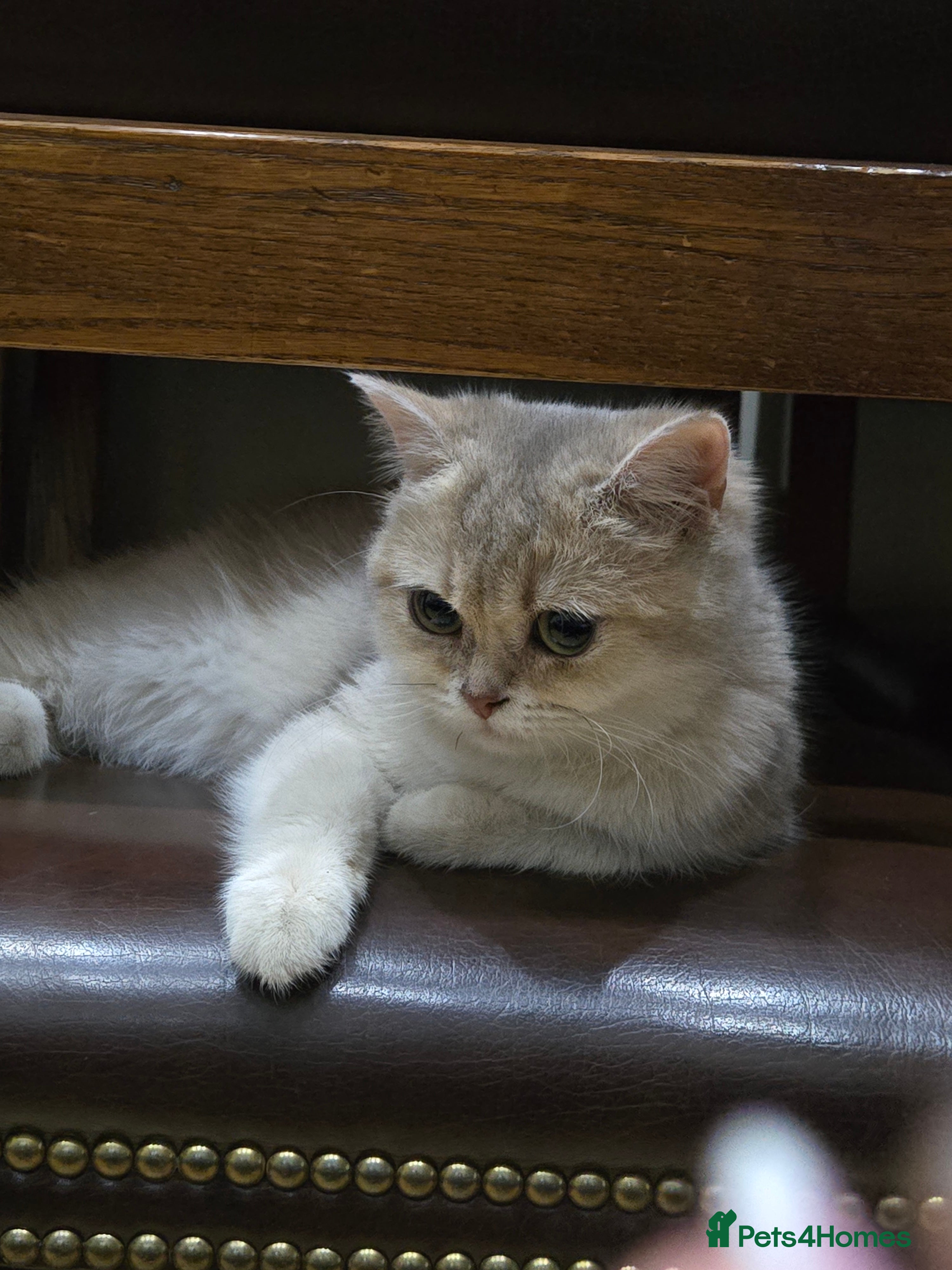 British Shorthair cats Beautiful British Shorthair Female – 7 Months Old - Advert 1