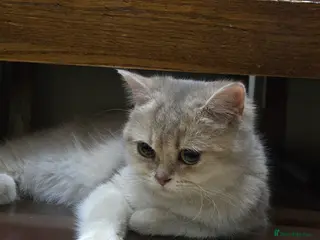 British Shorthair cats Beautiful British Shorthair Female – 7 Months Old - Advert 1