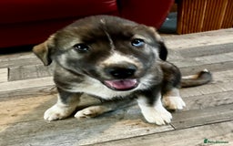 Mixed Breed dogs for sale: READY NOW! Caucasian Shepherd x Siberian Husky - Image 17