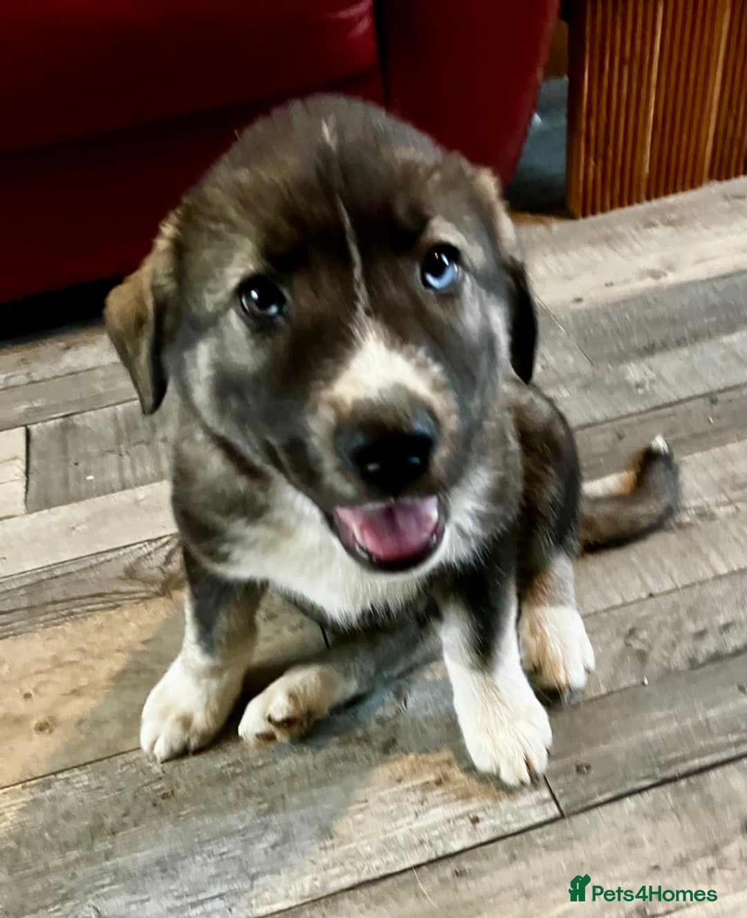 Mixed Breed dogs for sale: READY NOW! Caucasian Shepherd x Siberian Husky - Image 17