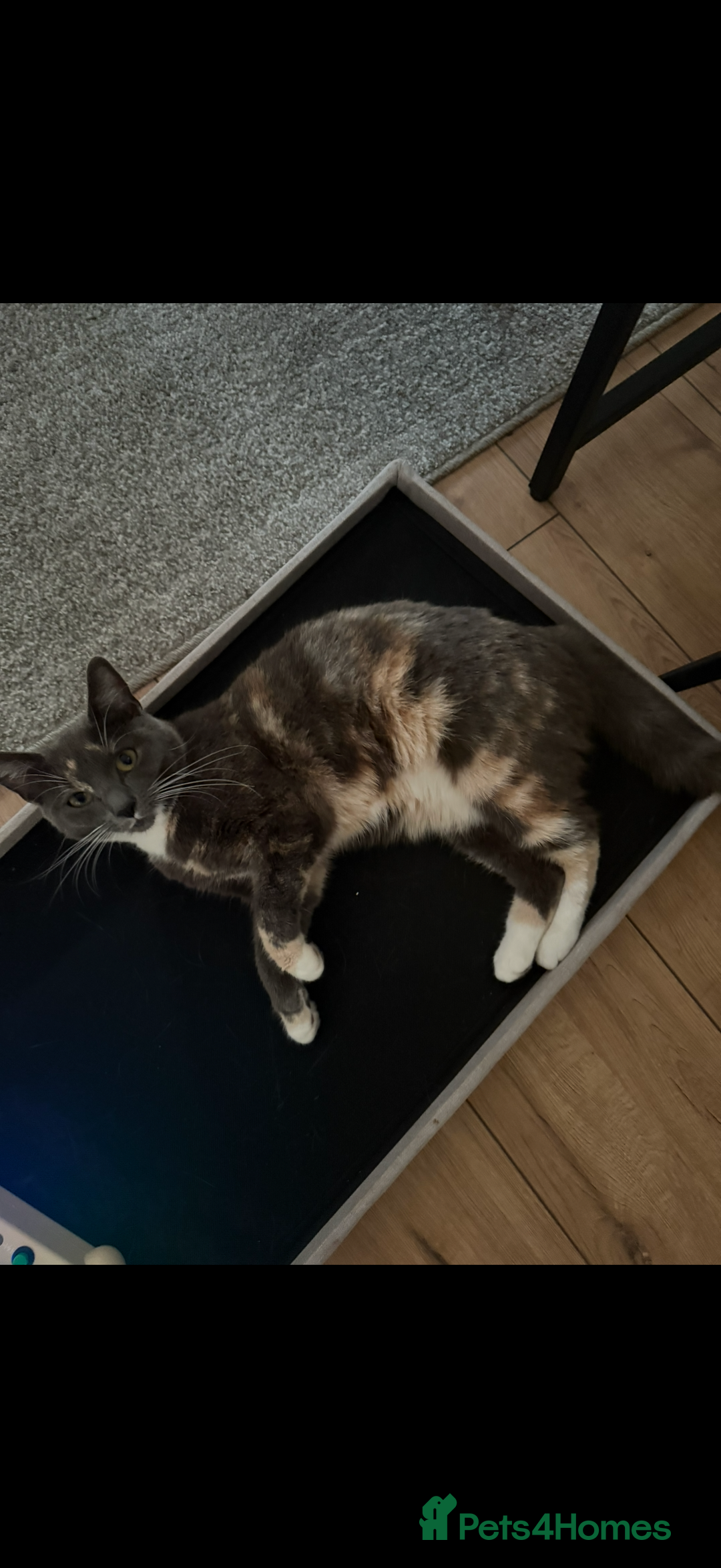 Domestic Shorthair cats for sale: Tortoise shell female  - Advert 3