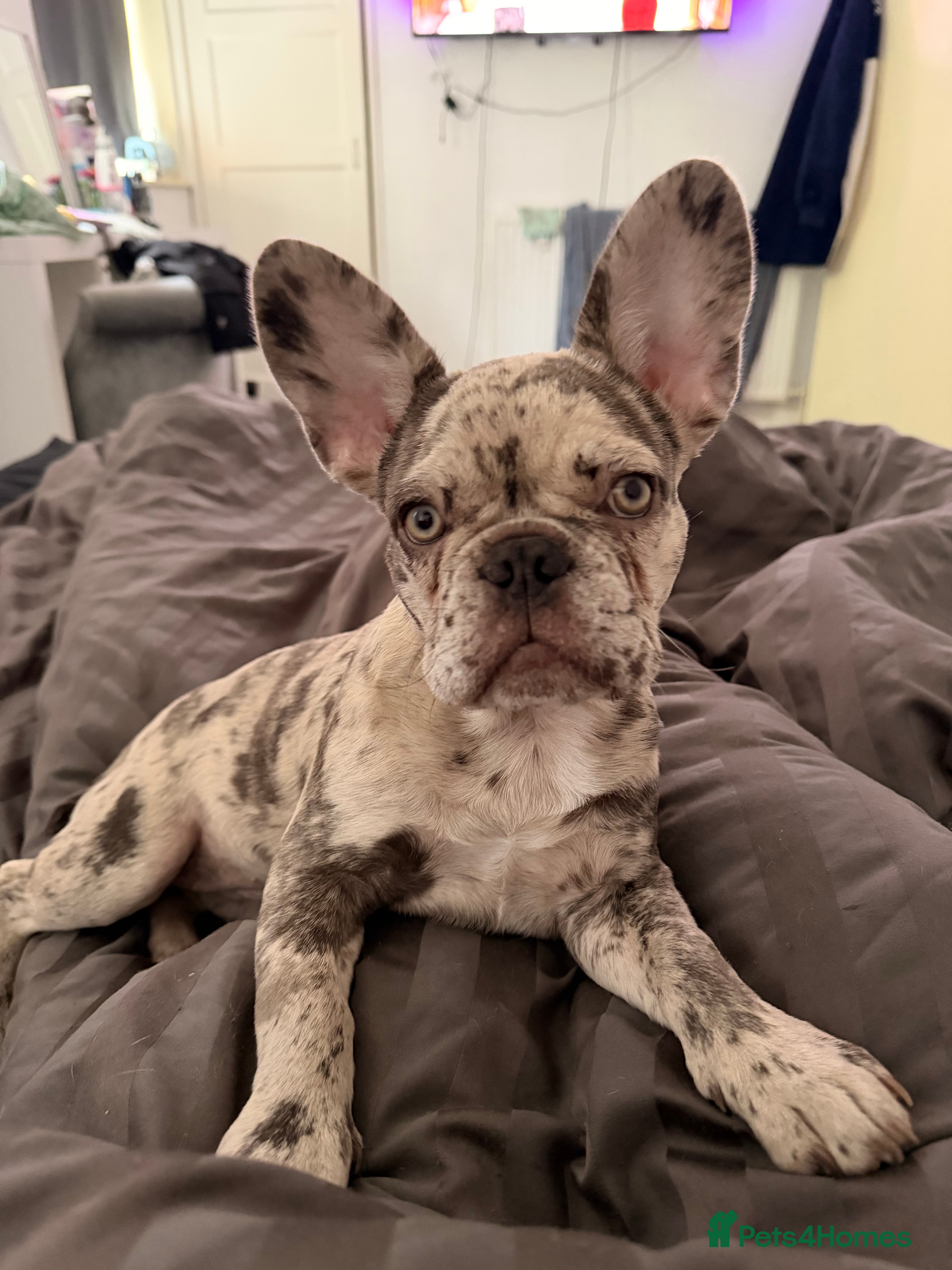 French Bulldog dogs for sale: Kali - 8 Month Old Female Frenchie - Advert 21