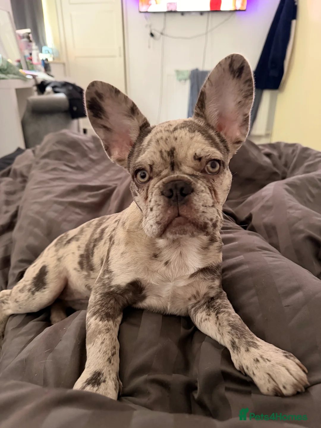 French Bulldog dogs for sale: Kali - 8 Month Old Female Frenchie - Advert 1