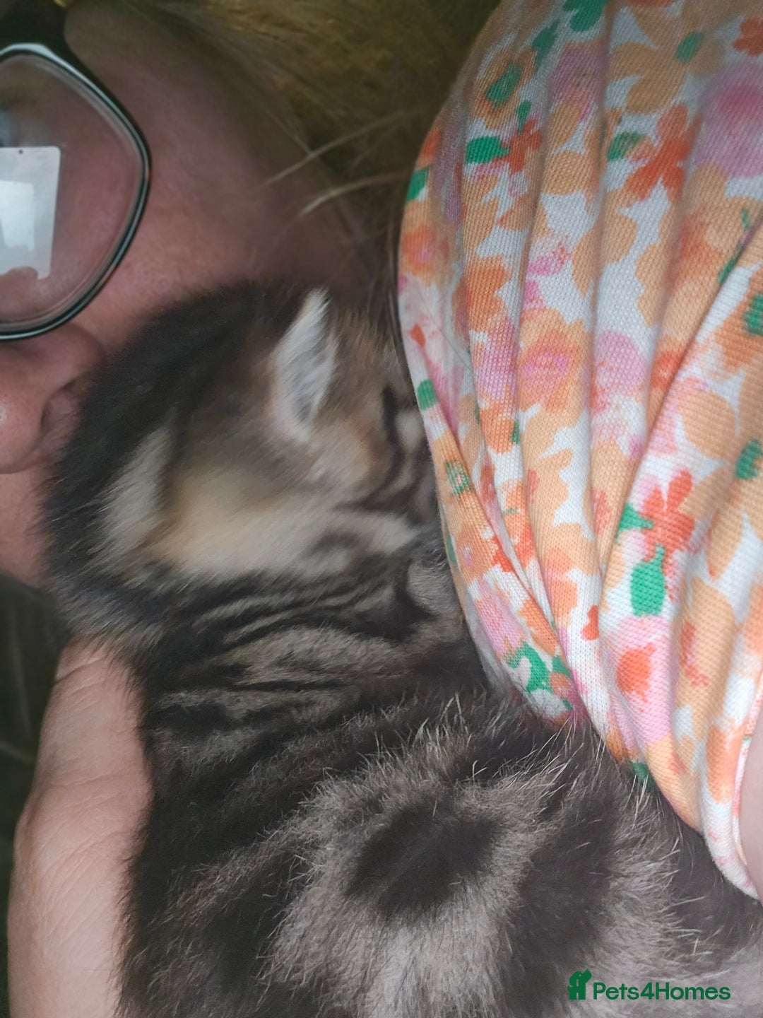 Bengal cats for sale: Pure pedigree bengals avaliable  - Image 15