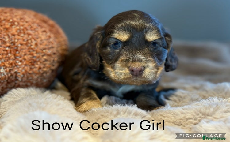 Cocker Spaniel dogs - Advert 9