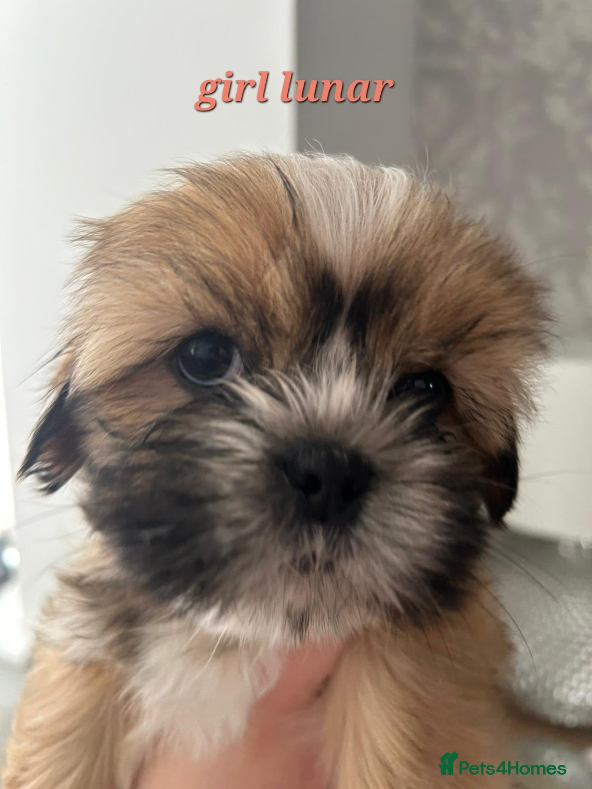 Shih Tzu dogs LAST GIRL LEFT -READY TO LEAVE NOW - Advert 16
