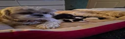 Shih Tzu dogs for sale: Shi tzu puppies  in Redcar - Advert 1