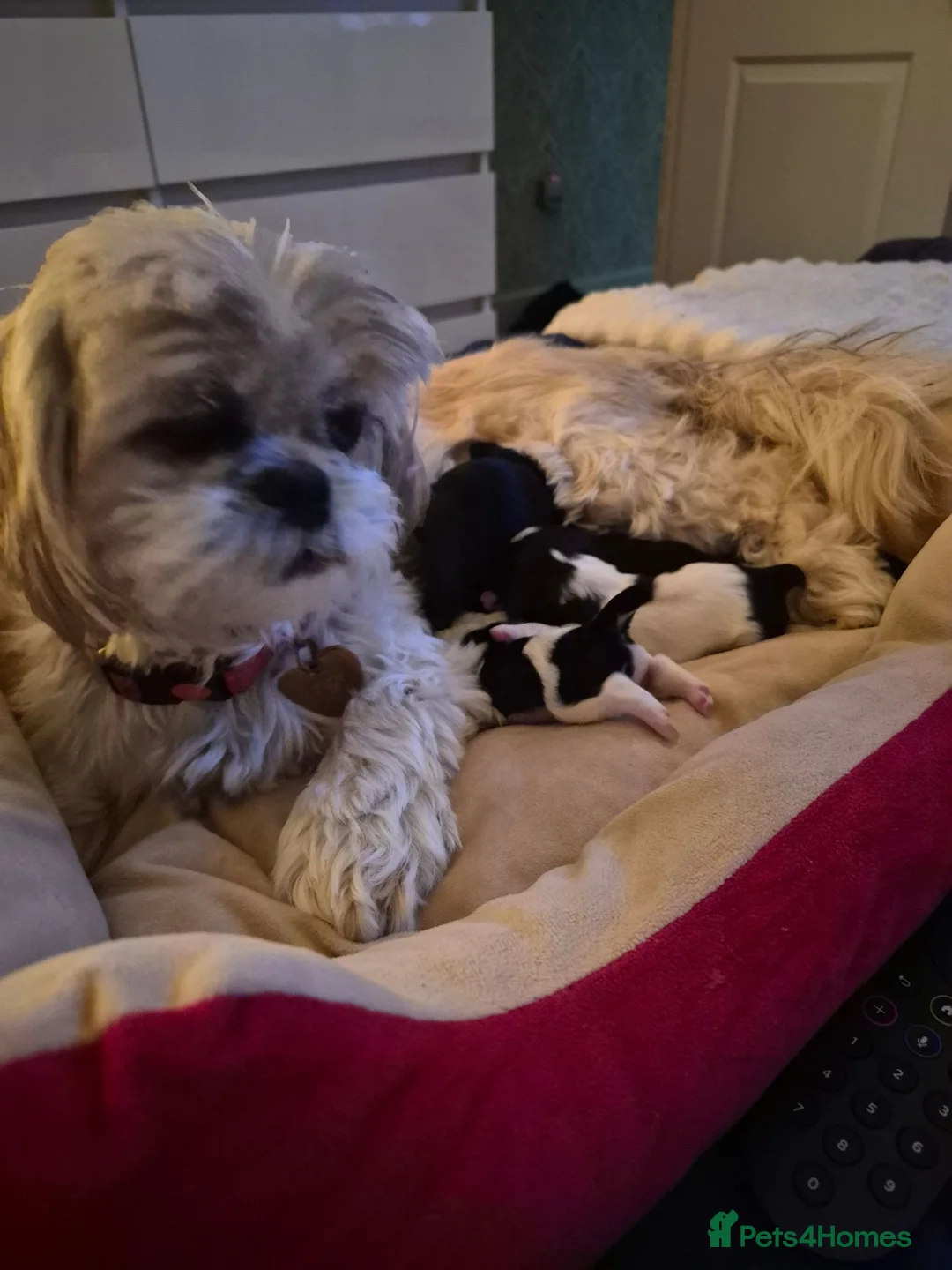 Shih Tzu dogs for sale: Shi tzu puppies  in Redcar - Advert 1