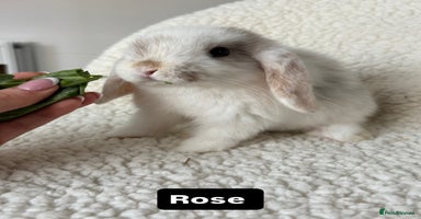 Mini Lop rabbits - Advert 12