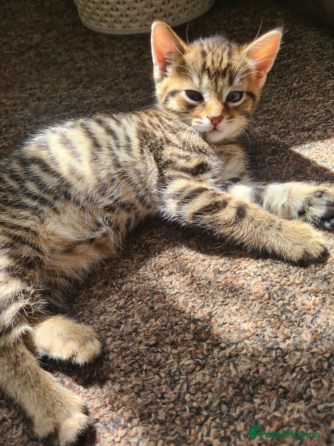 Domestic Shorthair cats for sale: 5 beautiful kittens for sale - Image 3