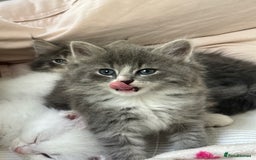 Siberian cats for sale: Siberian Hypoallergenic Kittens  - Image 5
