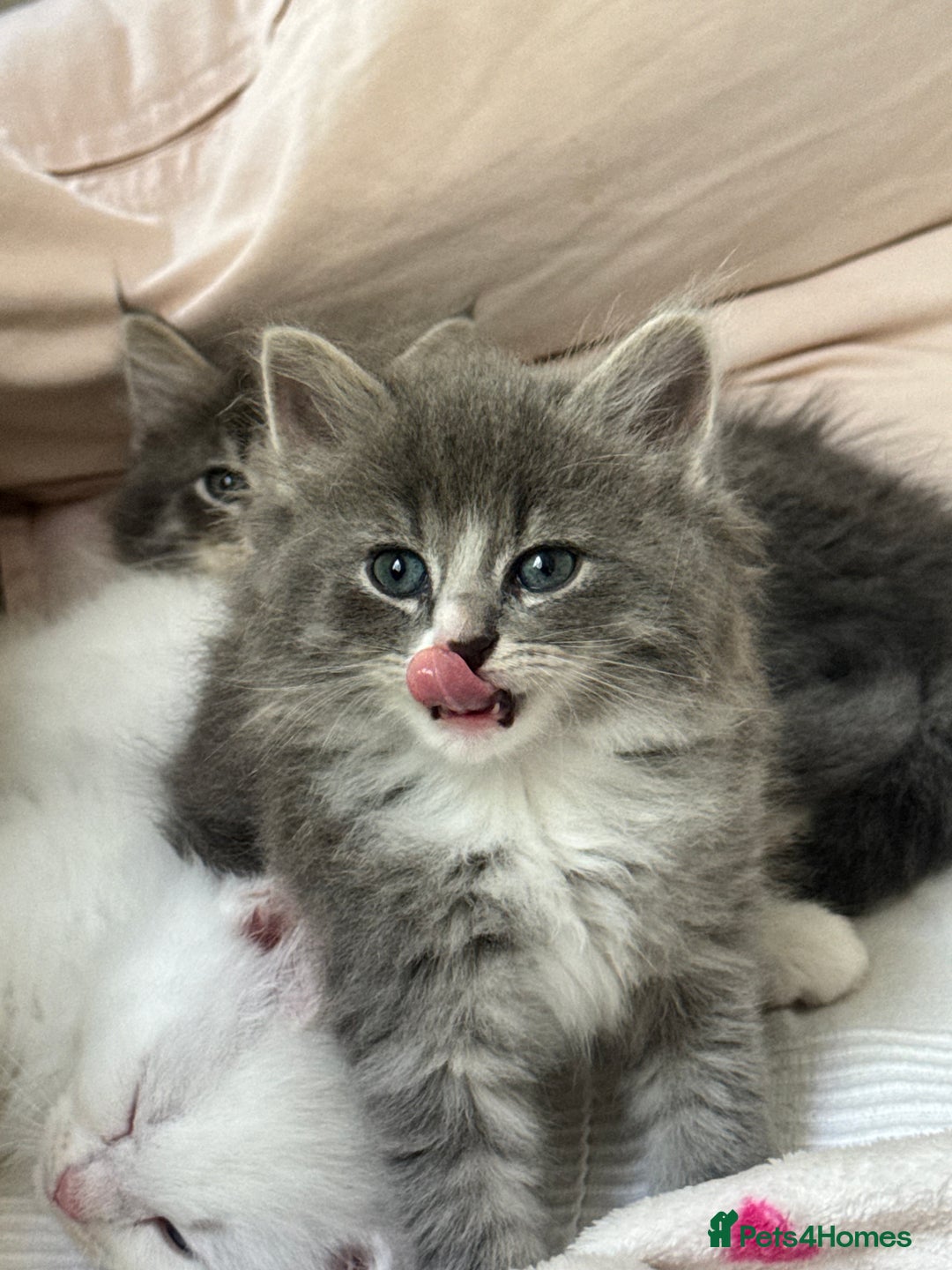 Siberian cats for sale: Siberian Hypoallergenic Kittens  - Image 5