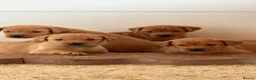 Labrador Retriever dogs for sale: Labrador Retriever puppies - Advert 2