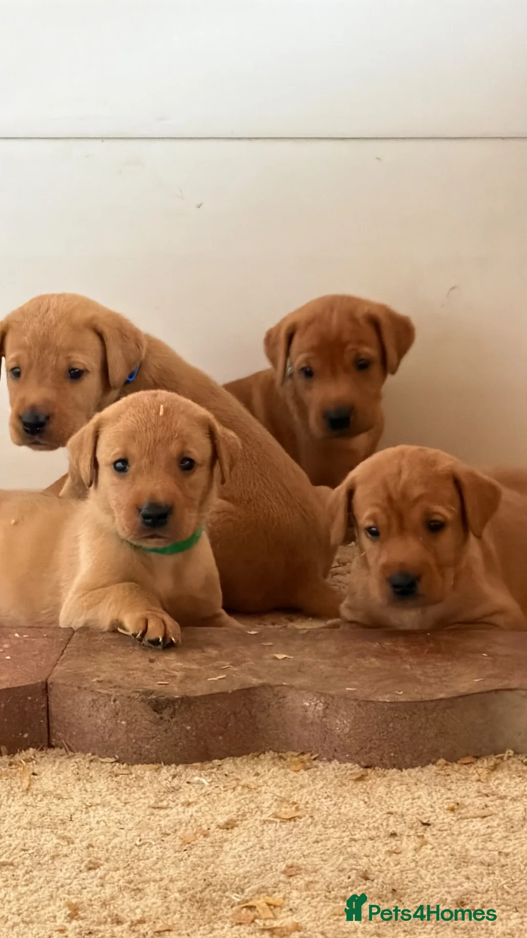 Labrador Retriever dogs for sale: Labrador Retriever puppies - Advert 2