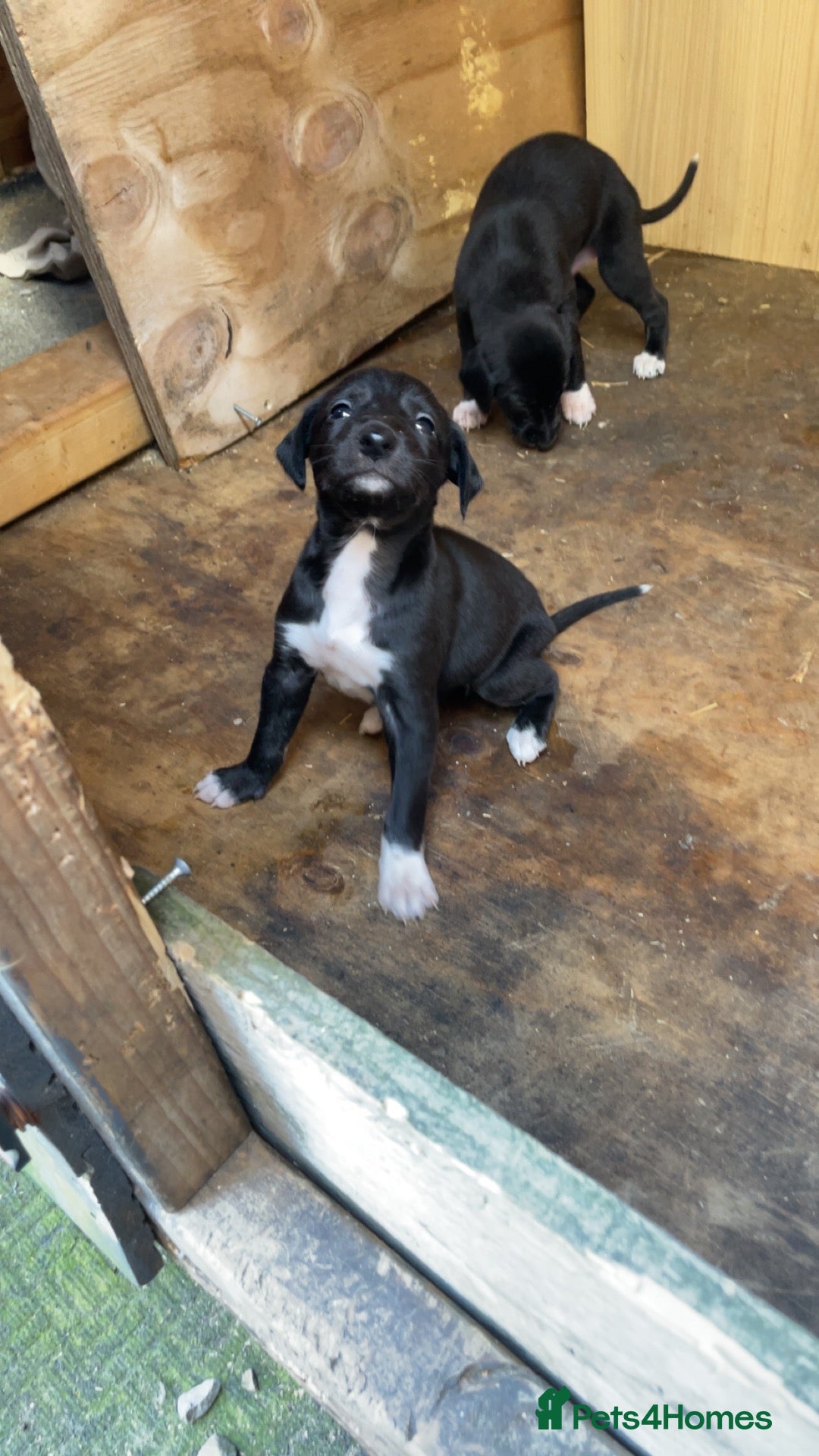Mixed Breed dogs Saluki Greyhound Pup - Advert 1