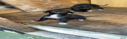 Mixed Breed dogs for sale: Saluki Greyhound Pup - Advert 1