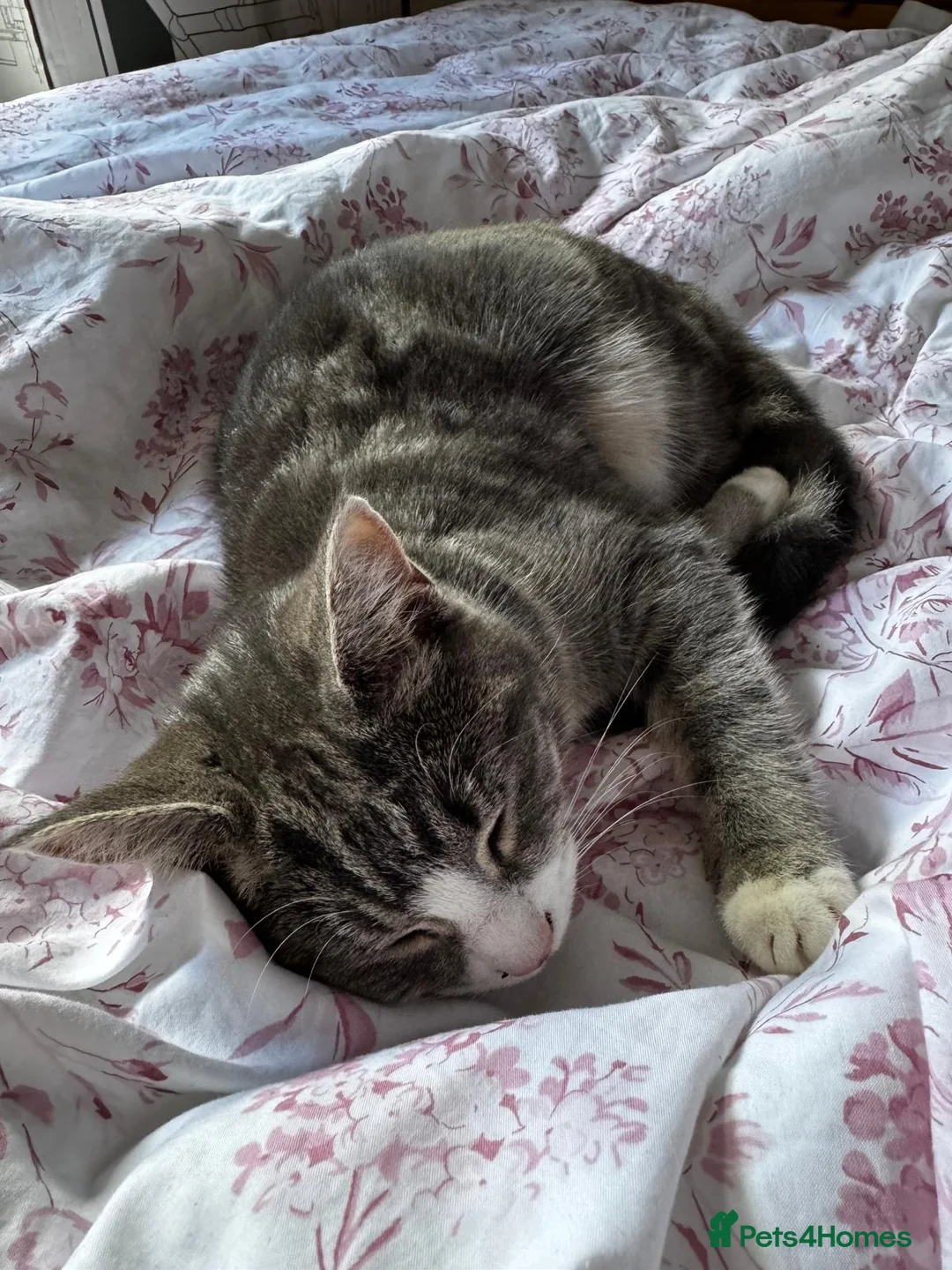 Mixed Breed cats for sale: Female kitten in Norwich - Advert 3