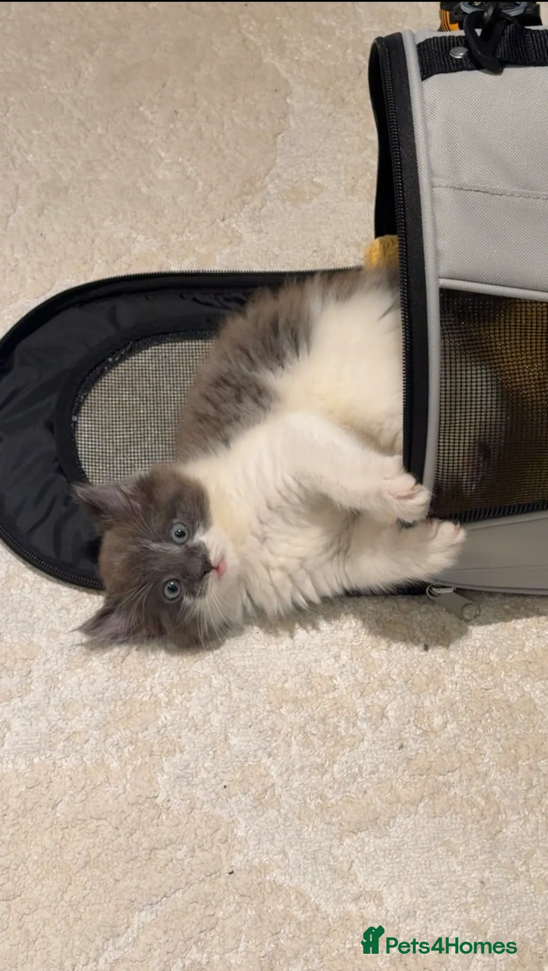 Mixed Breed cats for sale: domestic longhair kitten🐱 - Advert 4