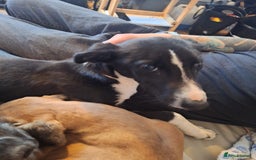 Lurcher dogs for sale: Lurcher pup - Image 2