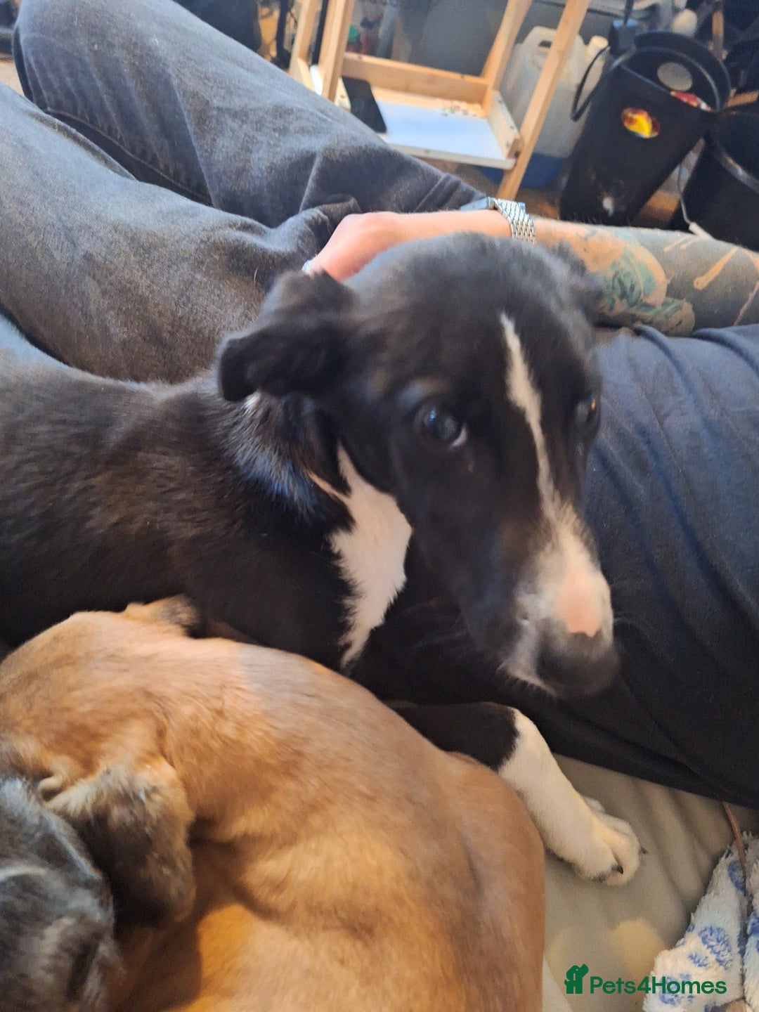 Lurcher dogs for sale: Lurcher pup - Image 2