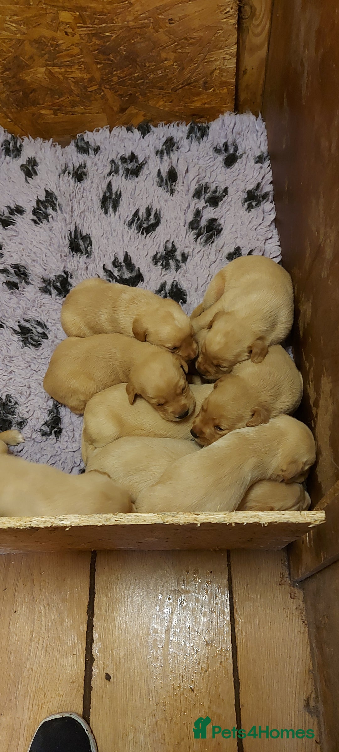 Labrador Retriever dogs for sale: Labrador puppies - Image 2
