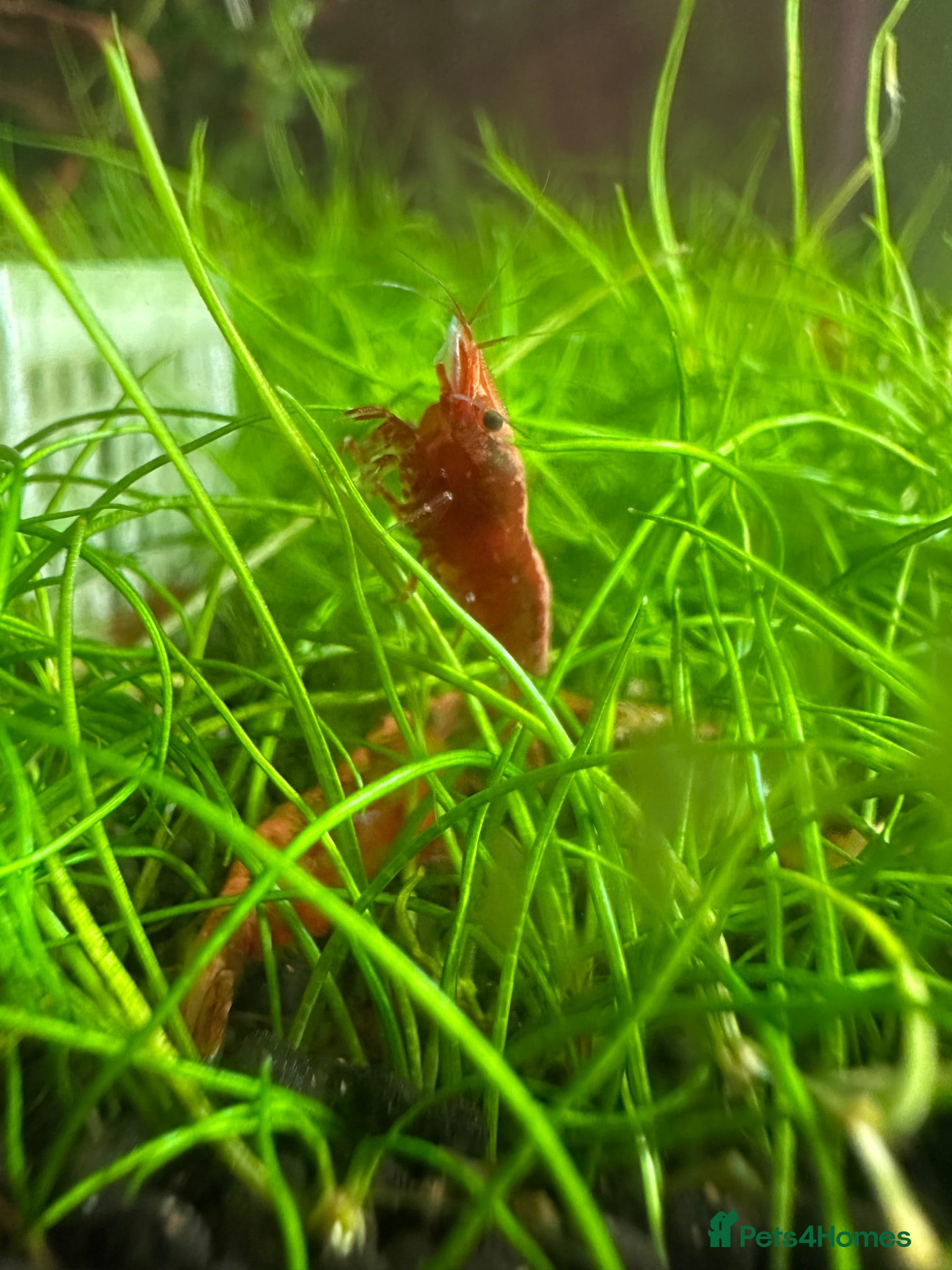 Shrimps fish Red cherry shrimp - Advert 2