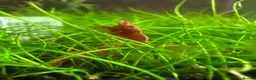Shrimps fish for sale: Red cherry shrimp - Advert 1