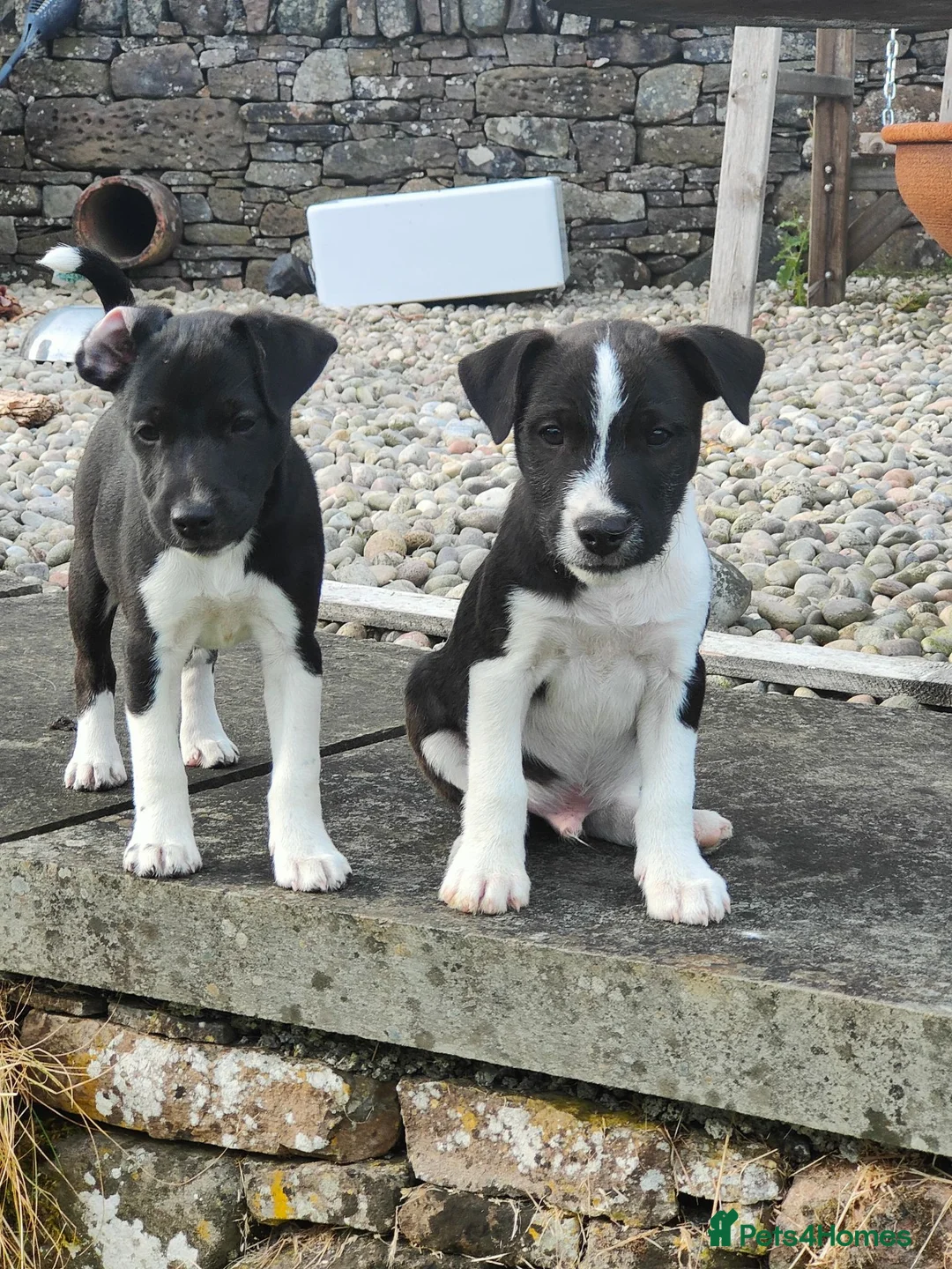 Patterjack dogs for sale: Patterjack Puppies  - Advert 2