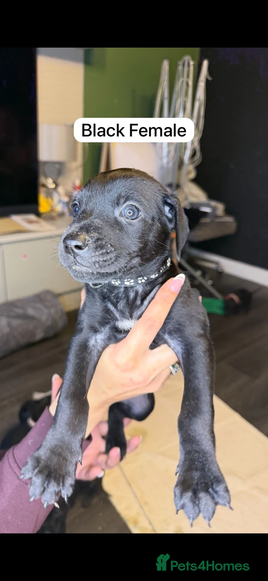 Mixed Breed dogs for sale: Canis Panther Pups - Advert 4