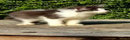 Maine Coon cats for sale: Stunning Mainecoons  - Advert 10