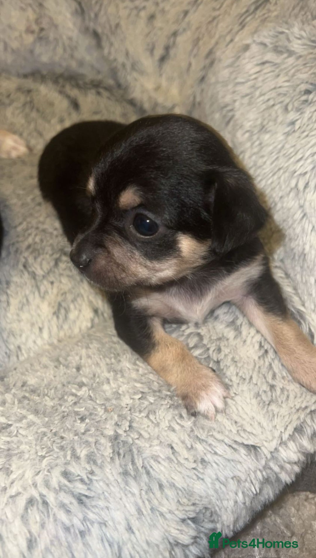 Chihuahua dogs for sale: Chihuahua Puppies  - Advert 5