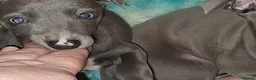 Italian Greyhound dogs for sale: Italian greyhound / whippet  - Advert 7