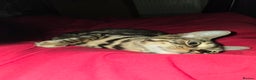 Bengal cats for sale: Bengal female (open to offers) - Advert 9