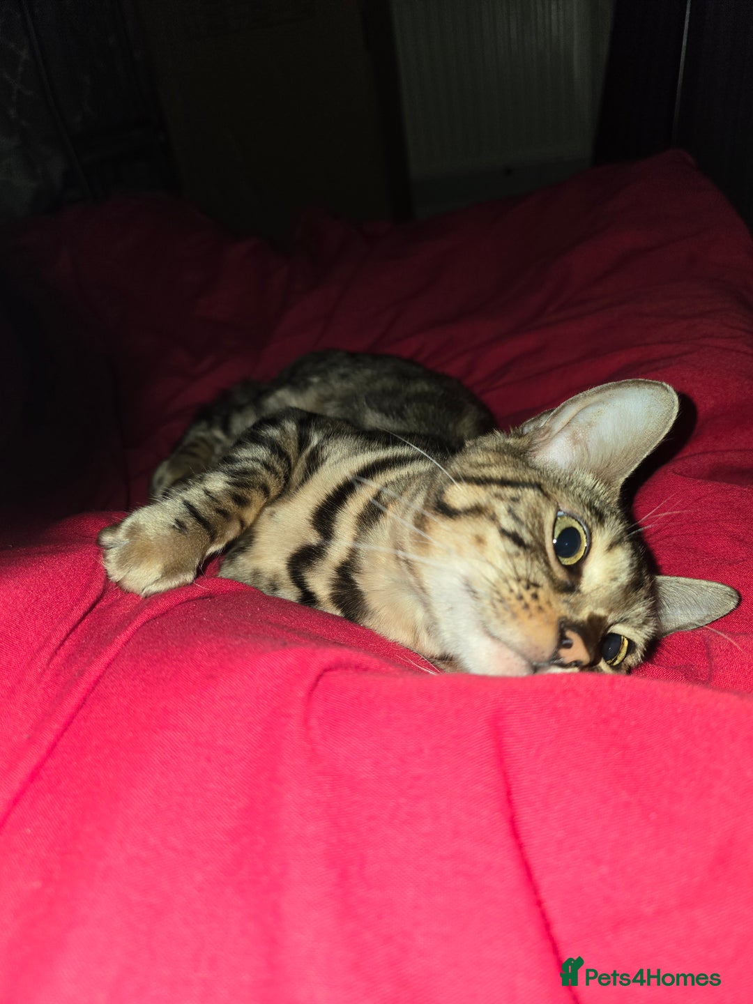 Bengal cats for sale: Bengal female (open to offers) - Advert 9