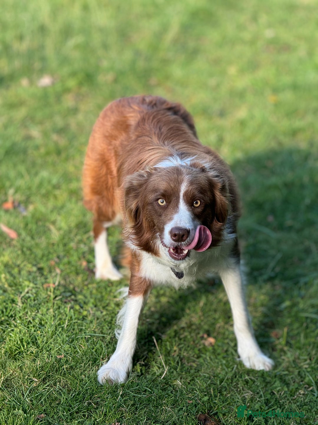 Border Collie dogs for sale: KC Reg (Pending) Border Collie Puppies For Sale - Advert 3