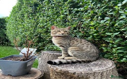 Domestic Shorthair cats for sale: Meet Billa - Advert 1