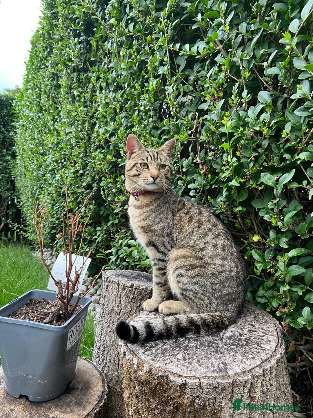 Domestic Shorthair cats for sale: Meet Billa - Advert 1