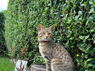 Domestic Shorthair cats for sale: Meet Billa - Advert 1