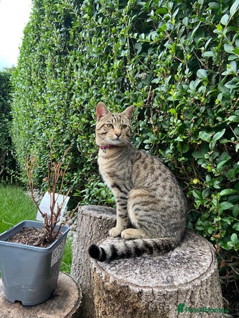 Domestic Shorthair cats Meet Billa - Advert 1