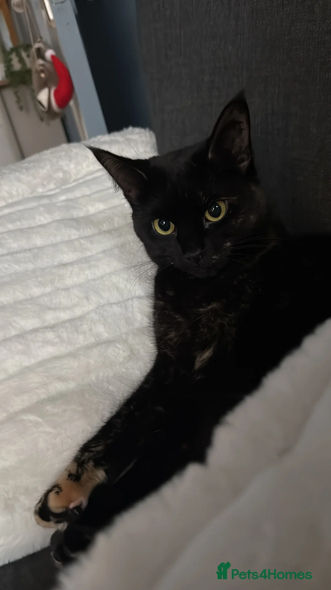 Mixed Breed cats for sale: Beautiful almost 3 year old Cat - Advert 5