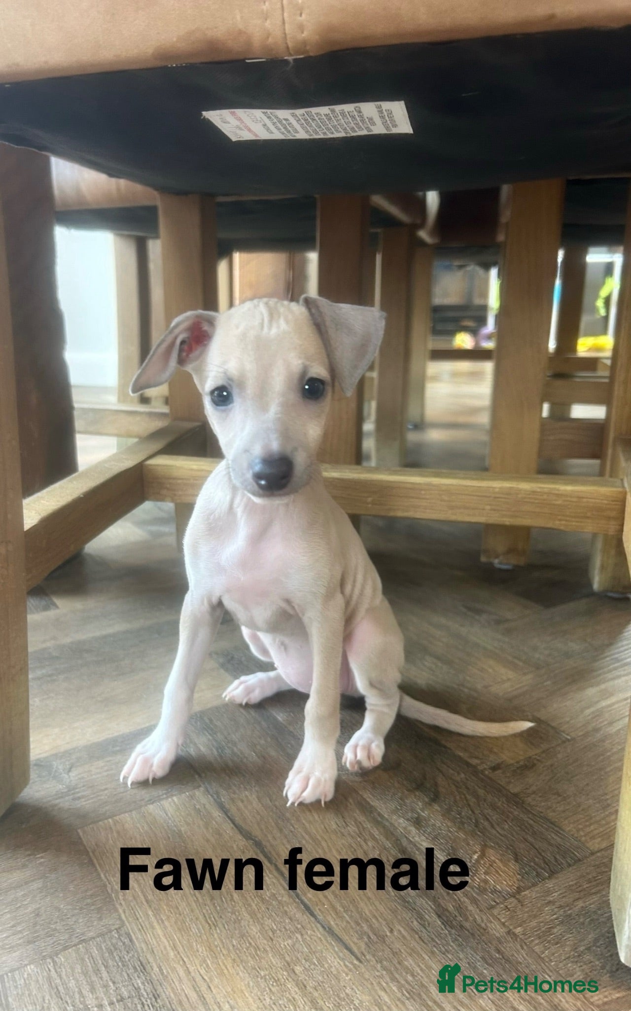 Italian Greyhound dogs Health tested KC reg Italian Greyhound Puppies  - Advert 6