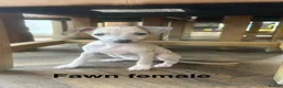 Italian Greyhound dogs for sale: Health tested KC reg Italian Greyhound Puppies  - Advert 1