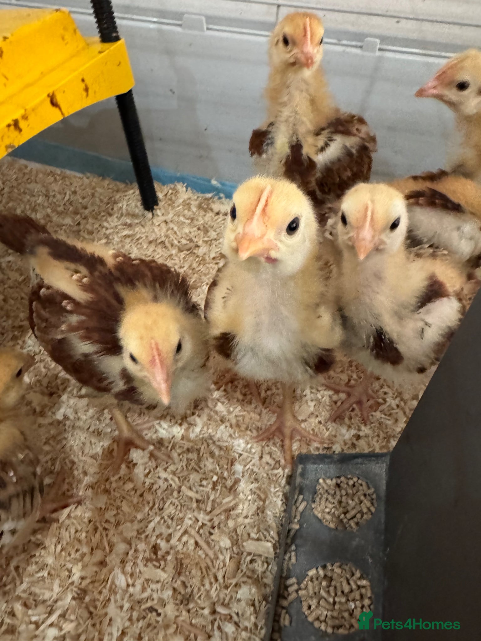 Chickens poultry Rhode Island Red chicks - Advert 20