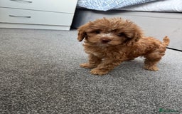 Cavapoo dogs for sale: Stunning F1 Cavapoos kc reg parents  - Image 7