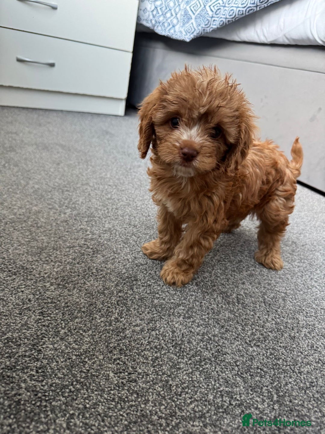 Cavapoo dogs for sale: Stunning F1 Cavapoos kc reg parents  - Image 7