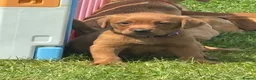 Labrador Retriever dogs for sale: Stunning litter of Fox red puppies  - Advert 4